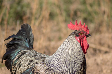 Gallo criado en libertad
