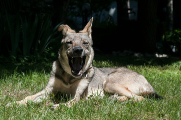 Mongrel stray dog lying on green grass meadow