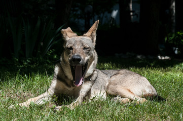 Naklejka premium Mongrel stray dog lying on green grass meadow