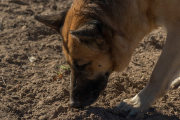Fototapeta premium Perro pastor alemán rastreando en la tierra