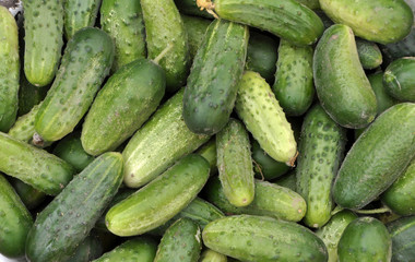 Background from harvested cucumbers