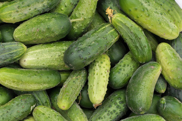 Background from harvested cucumbers