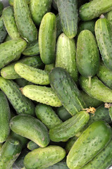 Background from harvested cucumbers