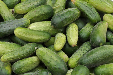 Background from harvested cucumbers