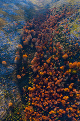 Fototapeta na wymiar Aerial view, Landscape in autumn, Beech forest, Ramales de la Victoria, Alto Ason, Cantabria, Spain, Europe