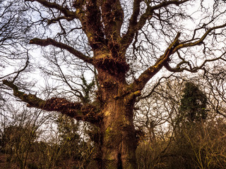 OLYMPUS DIGITAL CAMERA - TREES
