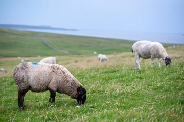 Pecore al pascolo sulle colline scozzesi