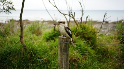 Australian wildlife Kookaburra bird