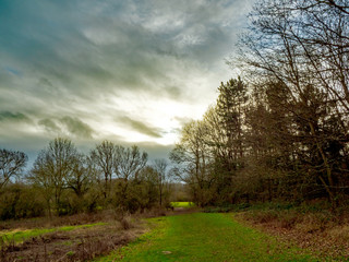 OLYMPUS DIGITAL CAMERA - TREES