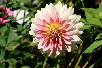 Fototapeta premium Dahlien-Blüte