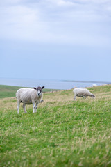 Pecore al pascolo sulle colline scozzesi