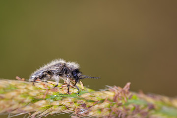 Hairy beetle in its natural environment. 