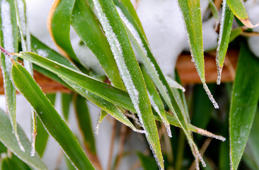 Bamboo with ice