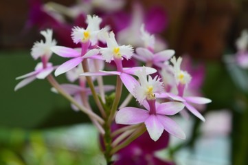 flowers of Sri Lanka
