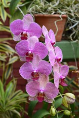 pink orchid Sri Lanka