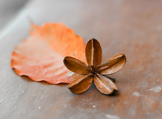 flor de verano