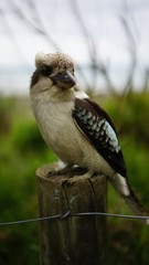 Australian wildlife Kookaburra bird