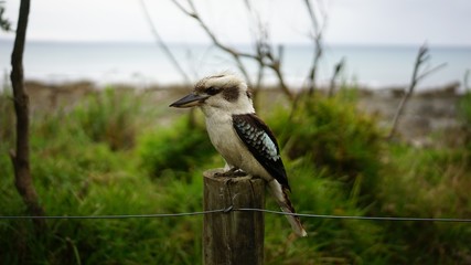 Australian wildlife Kookaburra bird
