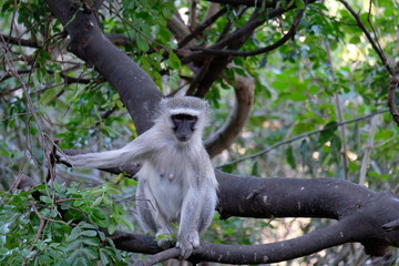 south africa wildlife