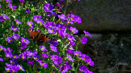 Schmetterling auf Blume © Per