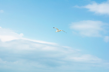 Obraz premium beautiful flight of a seagull in the blue sky, on a clean background, close-up.