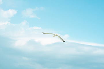 beautiful flight of a seagull in the blue sky, on a clean background, close-up.