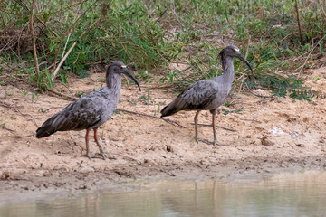 Ein Paar Stirnbandibisse in der Seitenansicht am Ufer eines Teiches