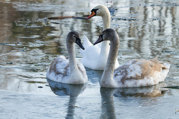Young swan on ice