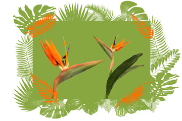 Tropical drawing with Two flowers of Strelitzia, a bird of Paradise, on a white background