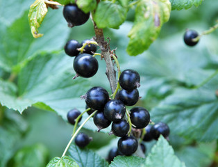 On the bush berries are ripe currant.