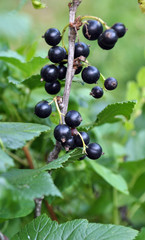 On the bush berries are ripe currant.