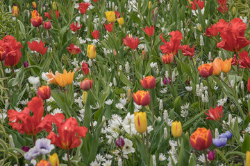Keukenhof park full of tulips, hyacinths, daffodils and all the other spring bulbs flowers
