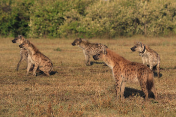 Naklejka na ściany i meble Group Of Hyenas, Wild Hyenas, African Wildlife, Safari Animals, Wildlife Nature Photography, Maasai Mara, Kenya