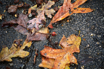 autumn leaves on the ground