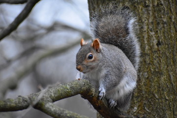 UK most familiar mammal the grey squirrel found in woods, gardens, parks across London and country often proves very tame. Frequent visitor to gardens with bird feeders becoming a pest for bird lovers
