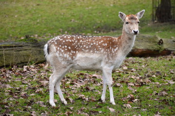 Fallow deer are widespread in England, Wales but patchy in Scotland inhabiting mature broadleaf woodland and agricultural land. They graze grasses, take trees, dwarf shrub shoots in autumn and winter.