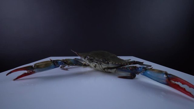 Blue Crab, Callinectes sapidus, on the white square plate, 9mm lens close up wide view. Crab with open claws. Imported and sold in Canada as sea food for Caribbean dish. Curry, Callaloo dish. 4k.