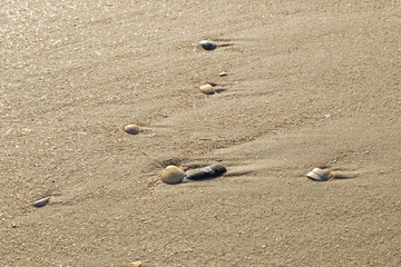 shells on the beach