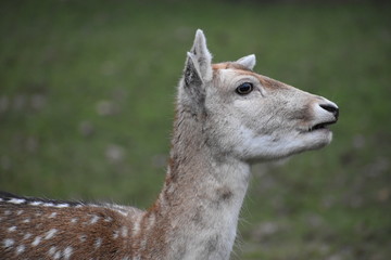 Ruminant mammal fallow deer Dama dama is from Cervidae family. Deer are medium to large sized. Common species are native to Europe introduced to Britain from western Mediterranean during Roman times