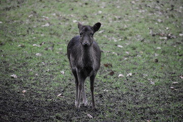 Black doe. Fallow deer eats grass, herbs, broadleaf, acorns, chestnut, beech mast, fruits. If grazing limited takes bramble and conifer. Fallow deer is serious pest in commercial forestry and farmland