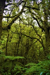 Rain forest in New Zealand, Milford Sound