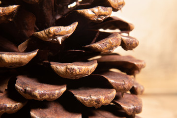 Pine cone close up. Soft blurred gold background. Festive holiday concept. 