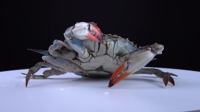 Blue Crab, Callinectes sapidus, on the white plate rotating, 9mm lens close up view. Crab in the defensive or attacks mode moving its claw up and down. Imported and sold in Canada for Caribbean dish.