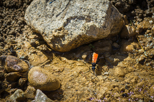 large black tarantulla wasp near water mud,