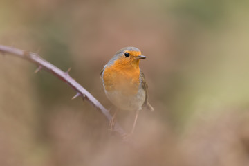Robin