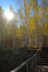 Beautiful landscape day view at Canadian Ontario Kettles lake in Midland with wooden staircase to water. Photography Canadian forest nature. Autumn fall scene with green yellow trees and sunlight.