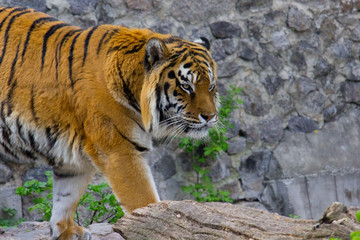 tiger walking on a summer day