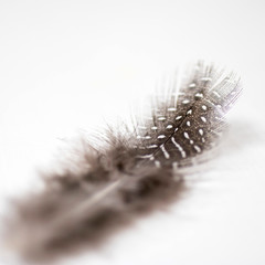partridge feather on white wooden background