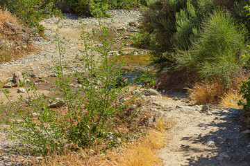 scrub desert stream bed with shrubbery, rocks, and grass