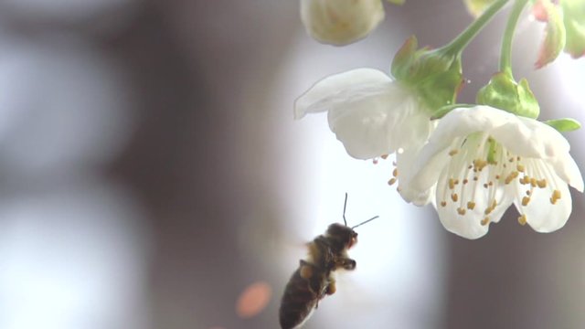 Bee and Flower. Slow Motion at a rate of 480 fps. Bee flower hangs in front of cherry and sits on it